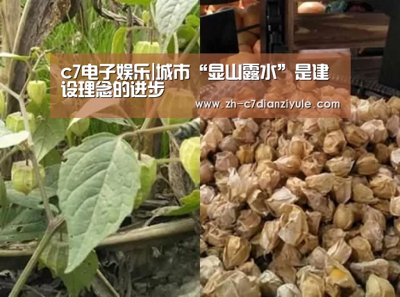 c7电子娱乐